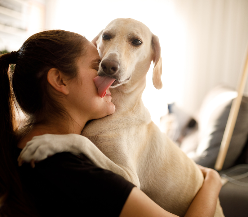 Hvorfor slikker hunde deres ejere?