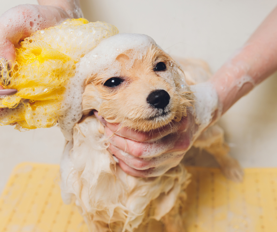 Badebuddies: Sådan gør du badetid sjovere!