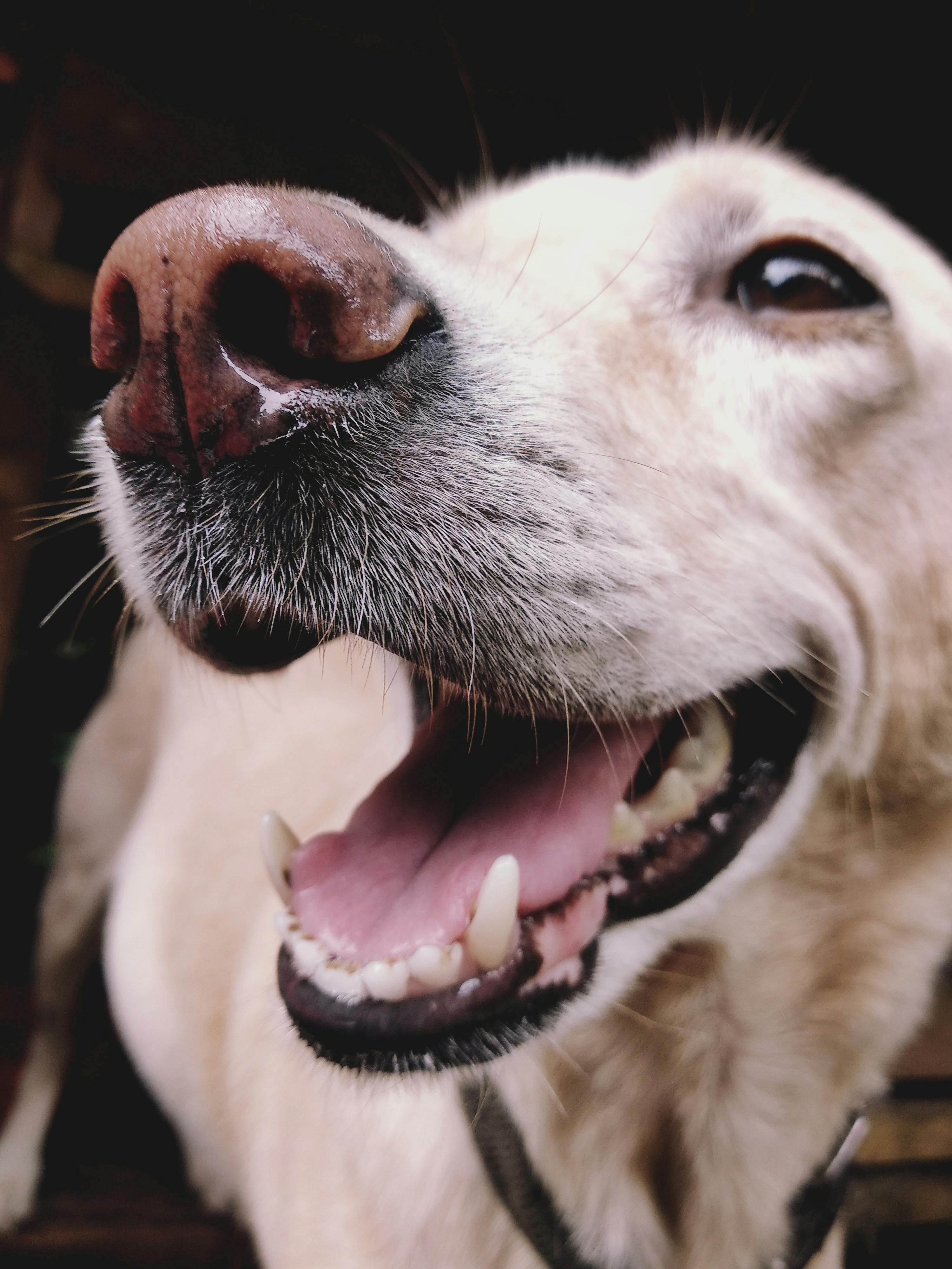 Skal jeg børste tænder på min hund?