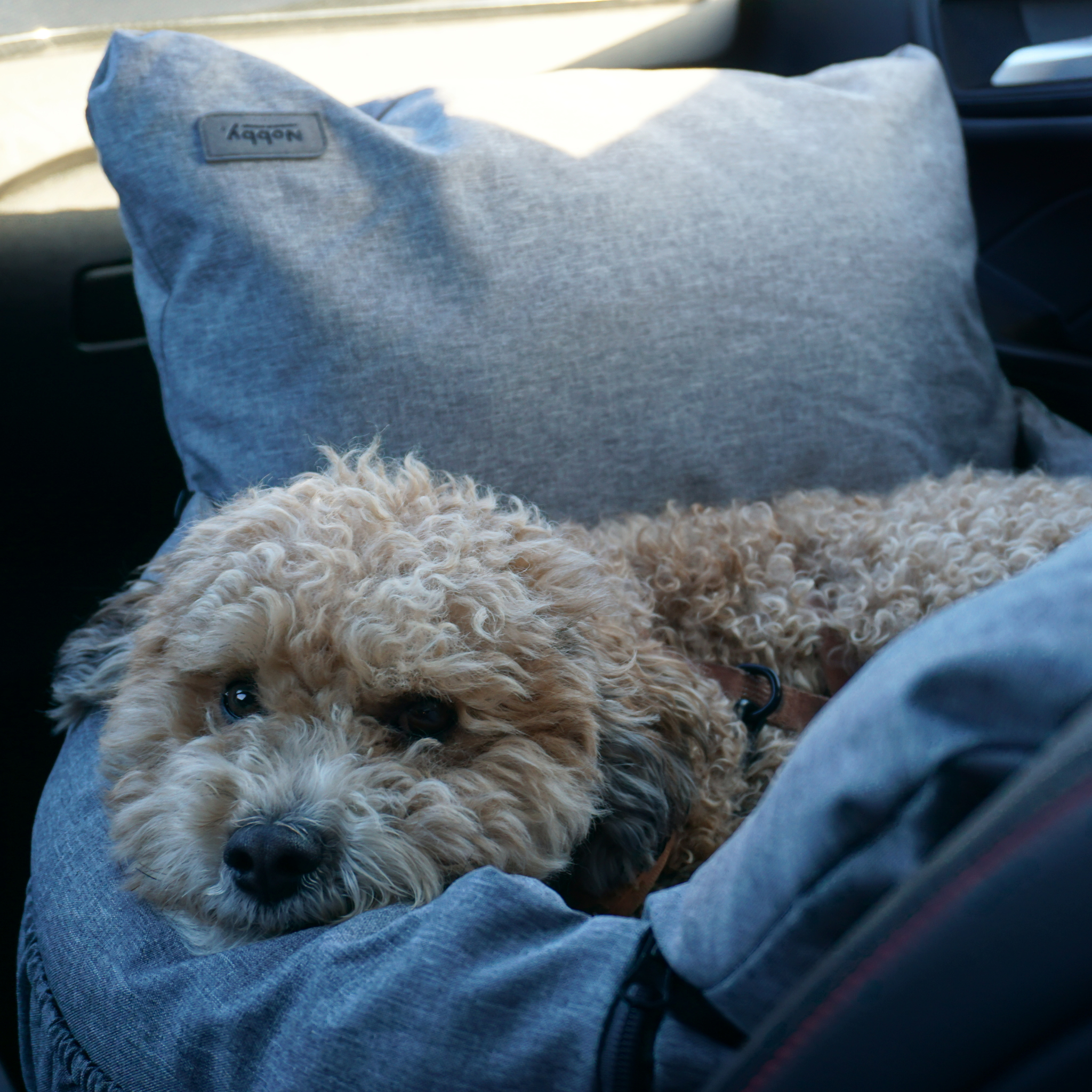 Milo Car Seat