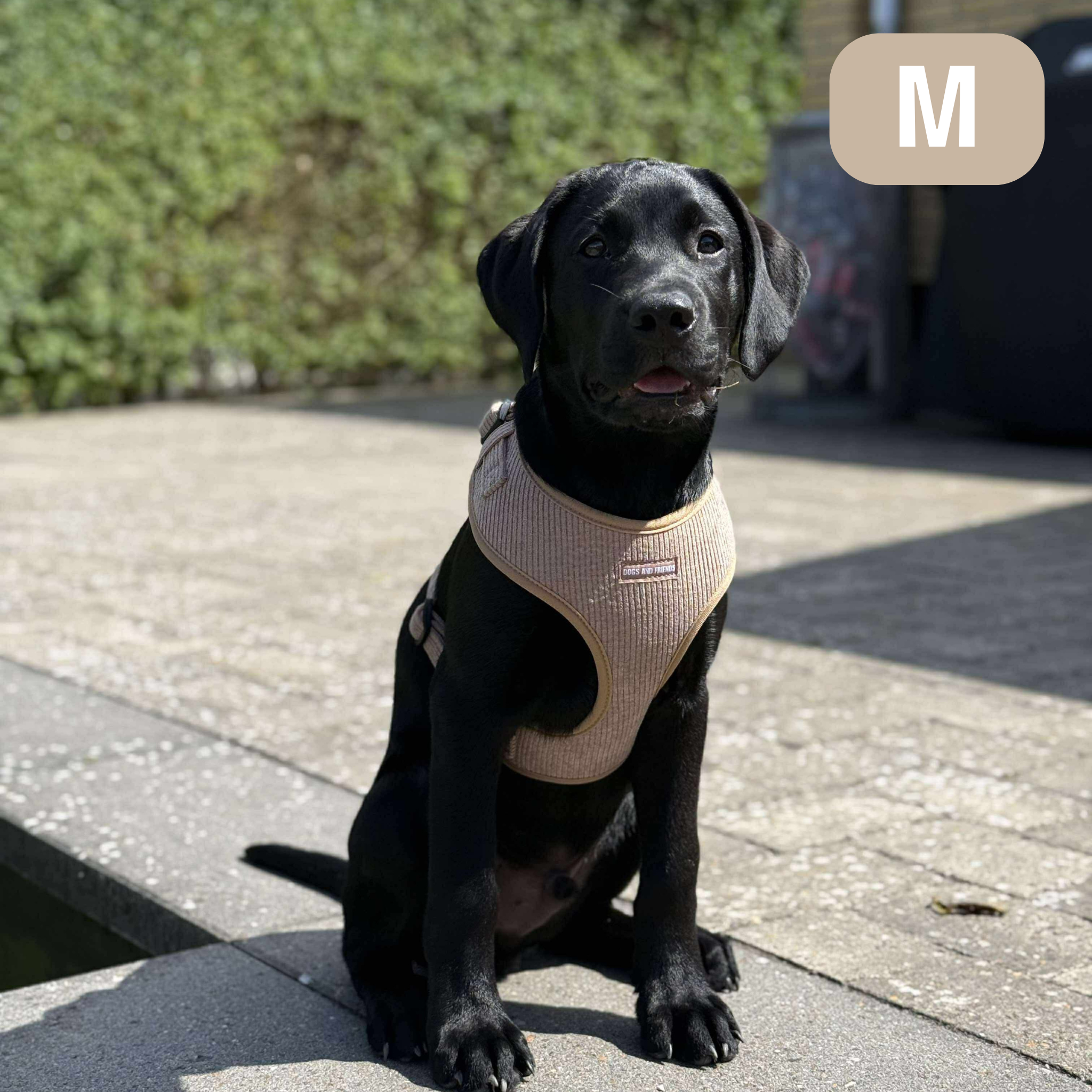 Blød hundesele i fløjl