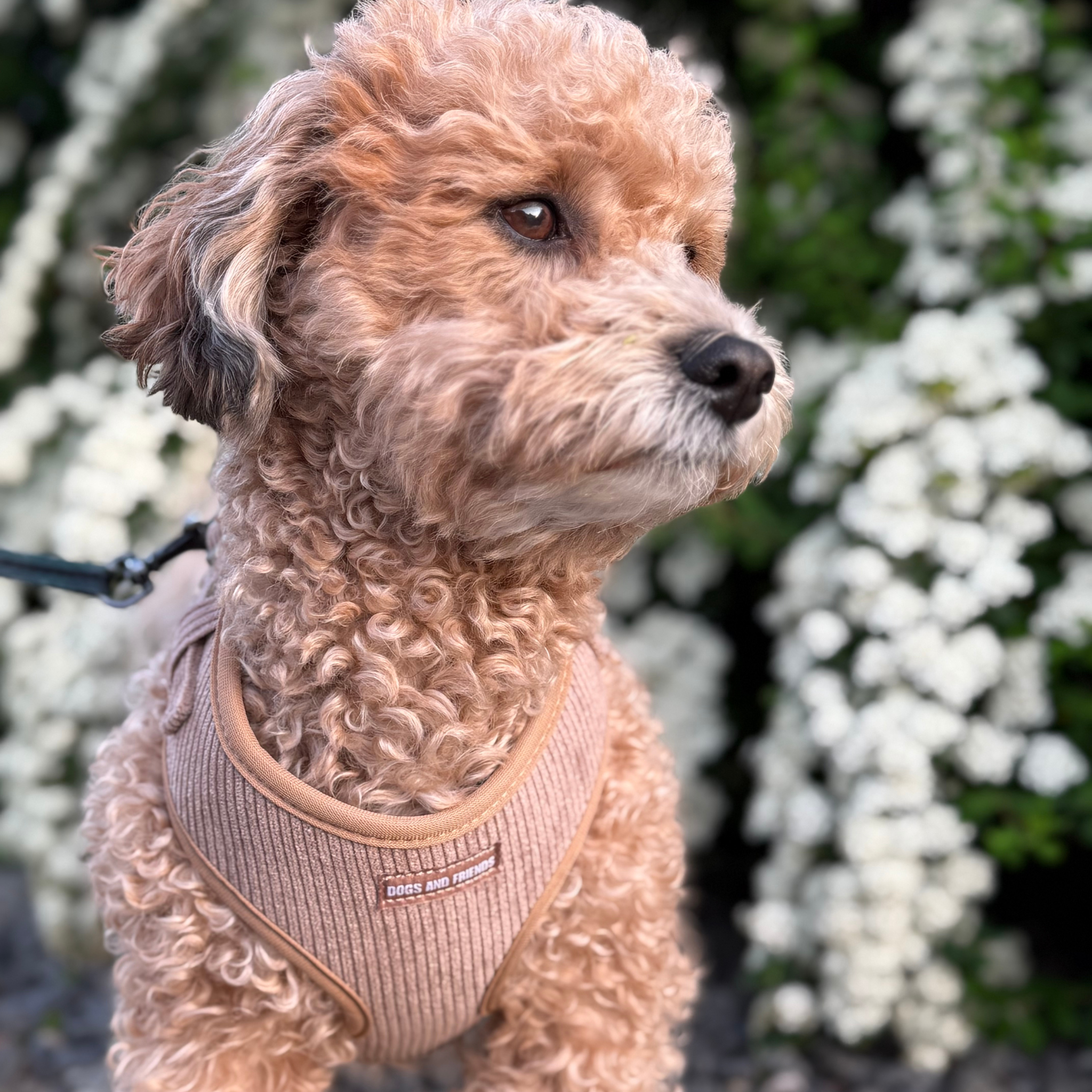 Soft velvet dog harness