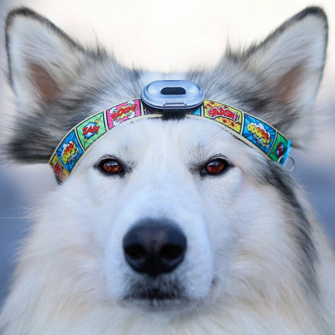 Matrix Ultra LED - Dog Safety Light