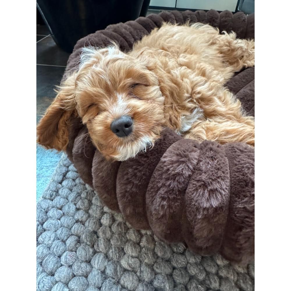 Ripple Comfort Hundeseng