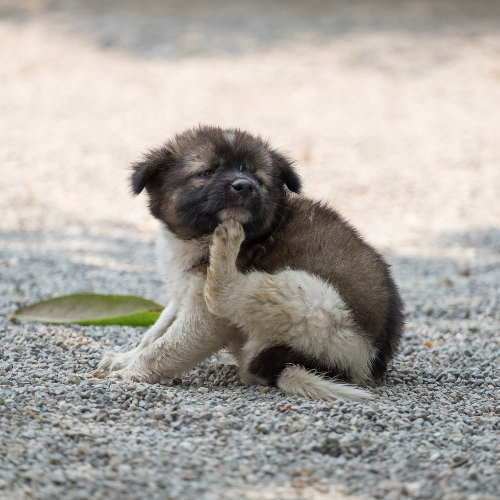 Hvorfor klør min hund sig?