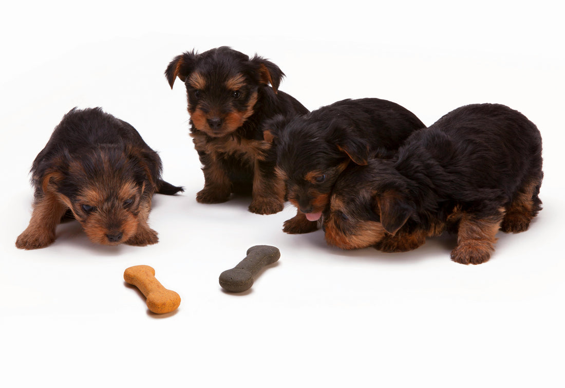 10 ting din hund ikke må spise