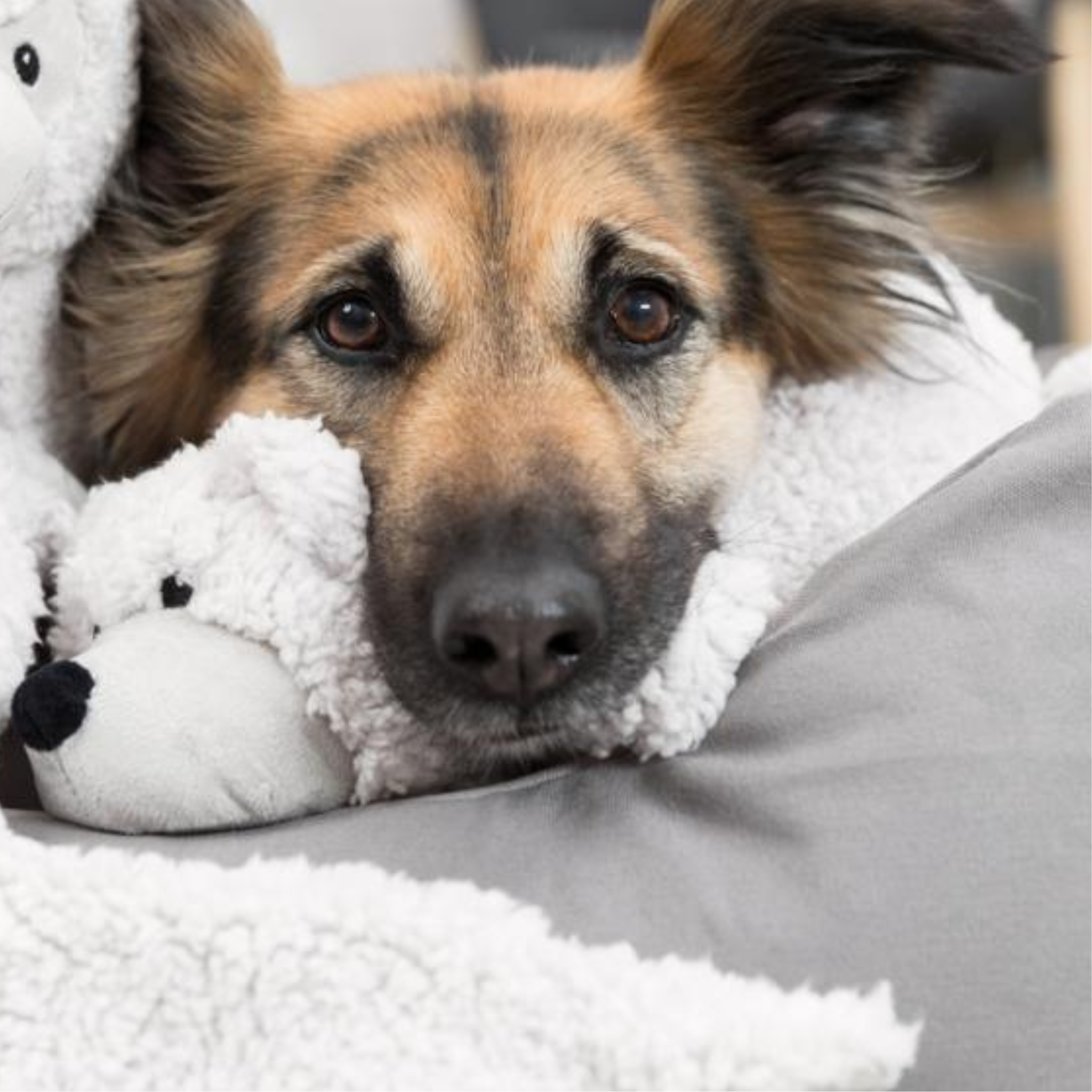 Lying bear